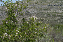 Bauhinia lunarioides