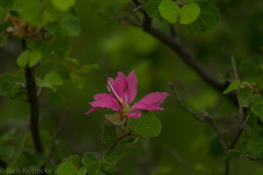 Bauhinia lunarioides