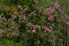 Bauhinia lunarioides