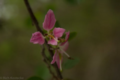 Ungnadia speciosa