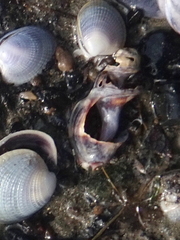 Cominella glandiformis