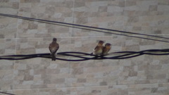 Stelgidopteryx ruficollis