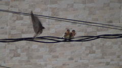 Stelgidopteryx ruficollis