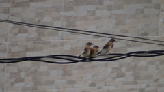 Stelgidopteryx ruficollis