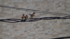 Stelgidopteryx ruficollis