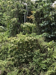 Biblis hyperia