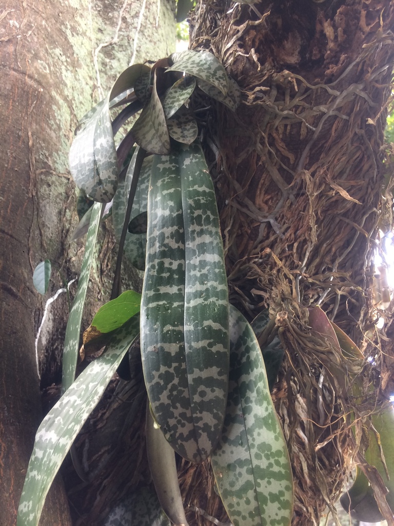 Phalaenopsis schilleriana