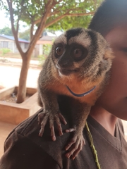 Aotus azarae