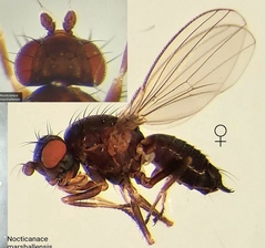 Nocticanace marshallensis