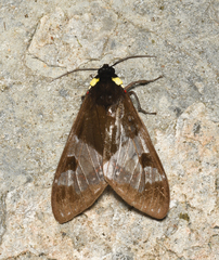 Dysschema marginalis