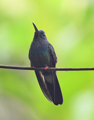 Chalybura urochrysia