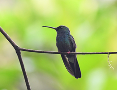Chalybura urochrysia
