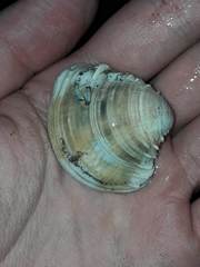 Hysteroconcha multispinosa