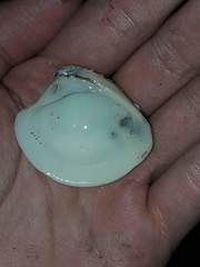 Hysteroconcha multispinosa
