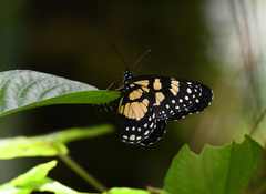 Chlosyne narva