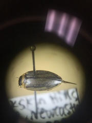 Coptotomus longulus