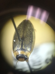 Coptotomus longulus