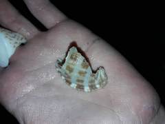 Semicassis centiquadrata