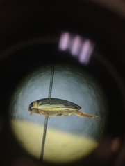Coptotomus longulus