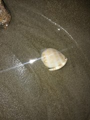 Semicassis centiquadrata