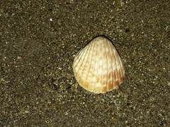 Trachycardium procerum