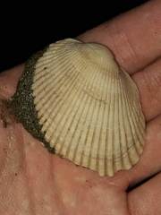 Anadara tuberculosa