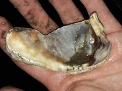 Striostrea prismatica