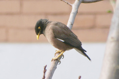 Acridotheres tristis