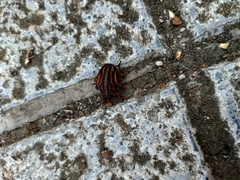 Graphosoma interruptum