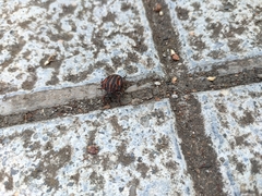 Graphosoma interruptum