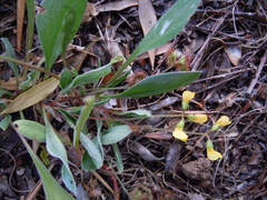 Scorpiurus muricatus