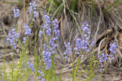 Lobelia berlandieri