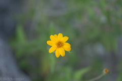 Wedelia acapulcensis