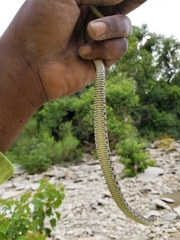 Nerodia erythrogaster