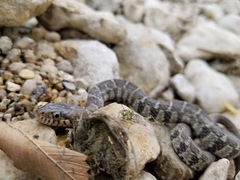 Nerodia erythrogaster