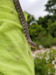 Nerodia erythrogaster