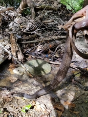 Nerodia erythrogaster