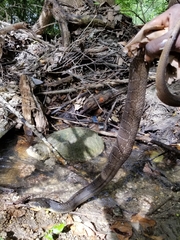 Chelydra serpentina