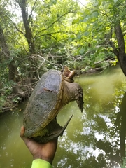 Chelydra serpentina