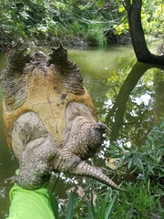 Chelydra serpentina
