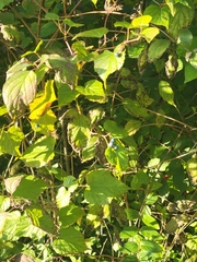 Ampelopsis glandulosa