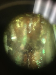 Rubicundiella