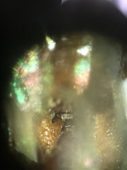 Rubicundiella