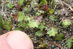 Leptinella squalida squalida