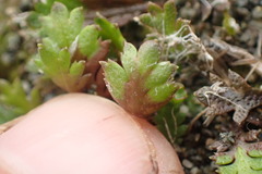 Leptinella squalida squalida