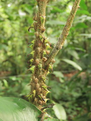 Umbonia crassicornis