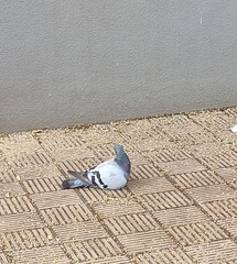Columba livia domestica