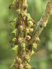 Umbonia crassicornis