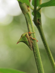 Umbonia crassicornis