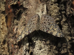 Hamadryas feronia farinulenta